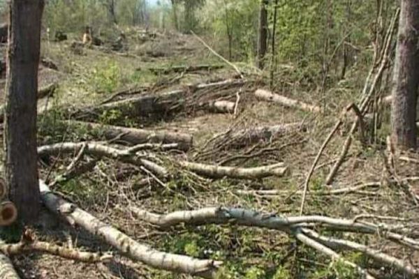 Pădurarii ar putea să poată deține arme letale