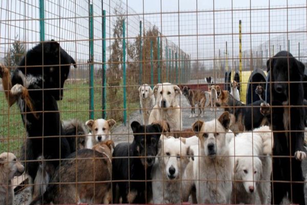 PSD vrea să oblige consiliile locale să facă adăposturi pentru animale