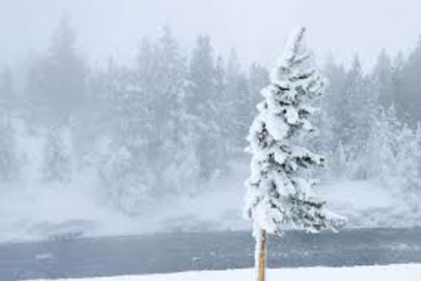 Cod galben de vânt și ninsori