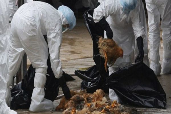 Primul focar de gripă aviară în România