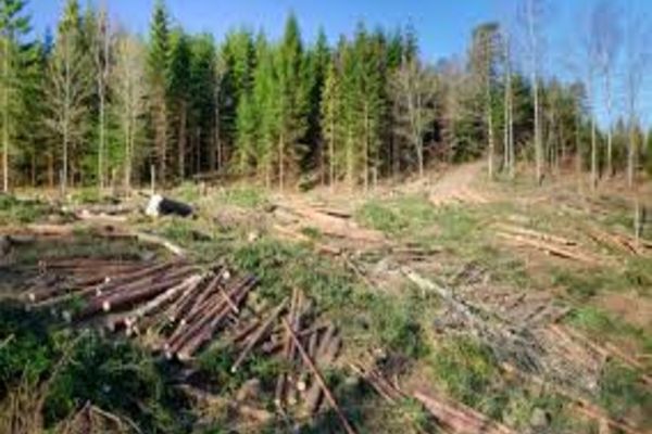 Comisia Europeană avertizează România să oprească tăierile ilegale de păduri!