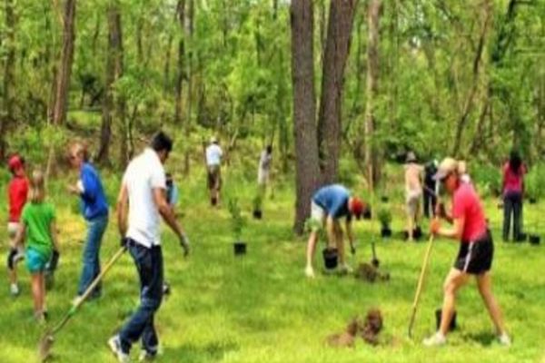 APIA primește cererile de plată a ajutorului de stat pentru împăduriri