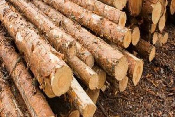 Mii de controale efectuate de Romsilva pe perioada stării de urgență