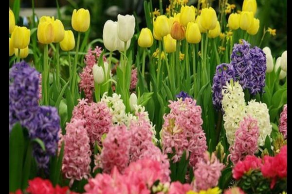 Cele mai frumoase traditii si obiceiuri de Florii