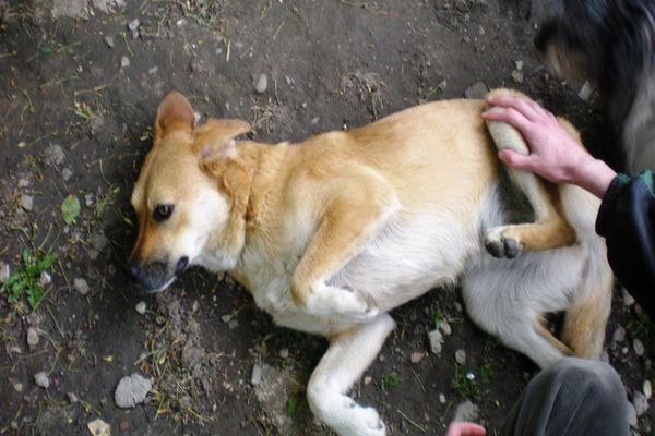 Vela promite înființarea Poliției Animalelor!