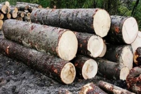 Ministrul Mediului anunță peste 200 de milioane de euro, fonduri europene, pentru industria lemnului