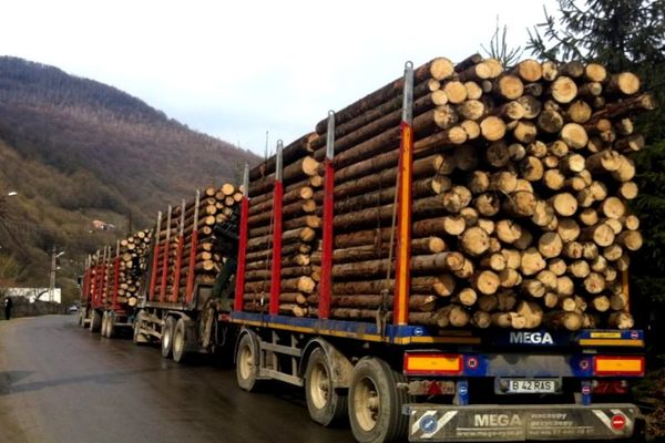 Amenzi de zeci de mii de lei pentru hoţii de lemne