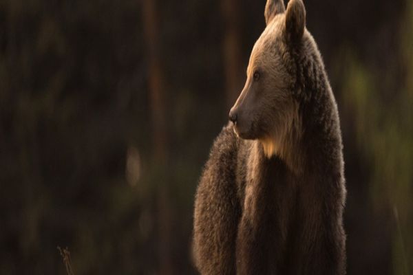 Bani de la Guvern pentru montarea de garduri electrice împotriva urșilor