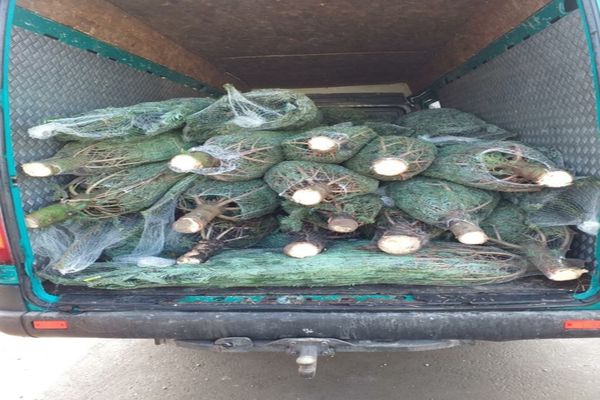 FOTO | Acţiune în Sălaj pentru combaterea tăierilor ilegale de pomi de Crăciun