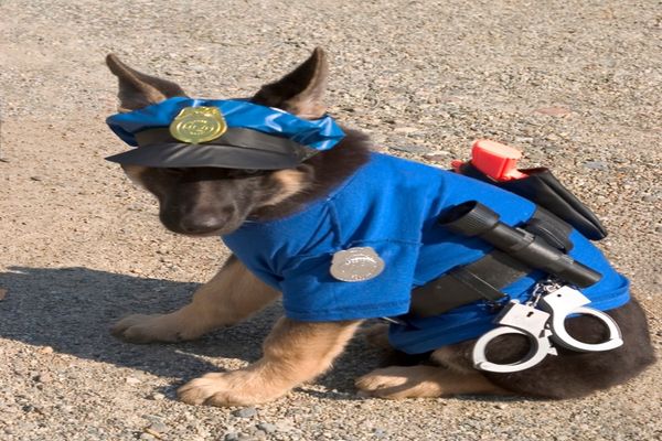 IPJ Sălaj scoate la concurs 6 posturi pentru Poliția Animalelor