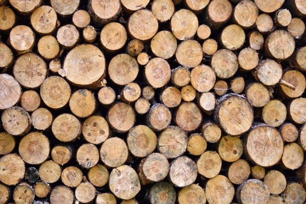 Trei sălăjeni, amendați de jandarmi pentru ilegalități pe linie silvică! Ce au făcut mai exact