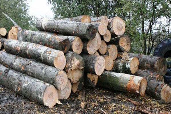 Peste 150 mc de lemn, confiscați de polițiști de la o firmă de profil din Sălaj