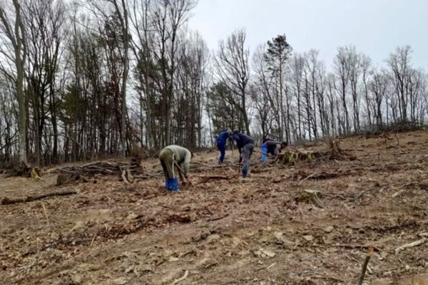 3.500 de puieți de gorun plantați în pădurea municipiului Zalău