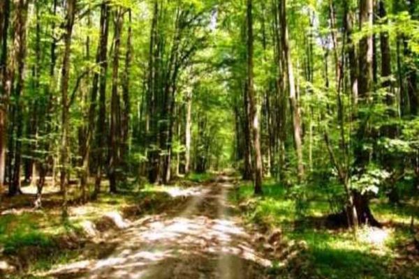 Pentru realizarea Autostrăzii Transilvania, Primăria Zalău a cedat peste 6 ha de pădure Statului Român
