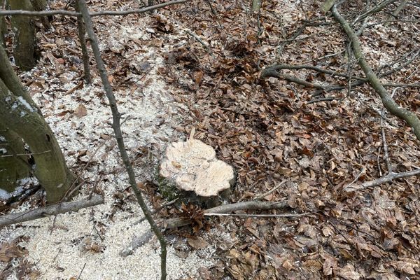 Tânăr din Mal, prins de jandarmi că a tăiat ilegal arbori