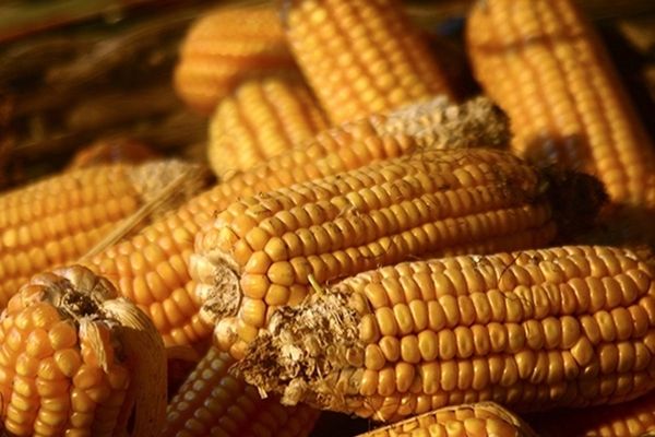 Prinși la furat porumb, doi sălăjeni s-au ales cu dosar penal