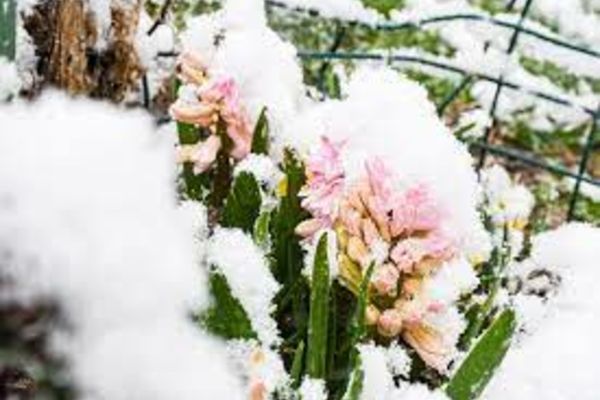 Vremea 4 aprilie - Se întorc ninsorile în multe zone din țară - Vreme deosebit de rece pentru început de aprilie