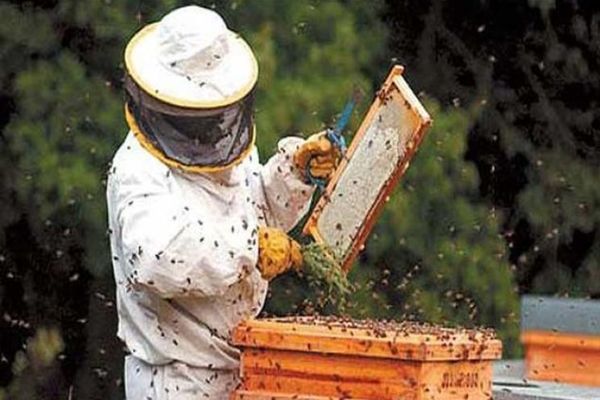 APIA primește cereri de intenție pentru accesarea Programul Naţional Apicol 