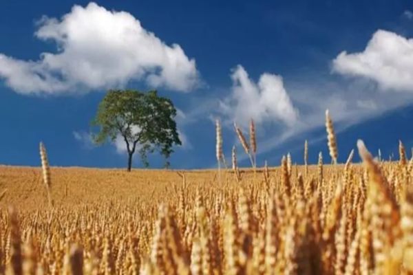 Cum poate preveni grâul criza alimentară mondială. Valeriu Tabără, semnal de alarmă