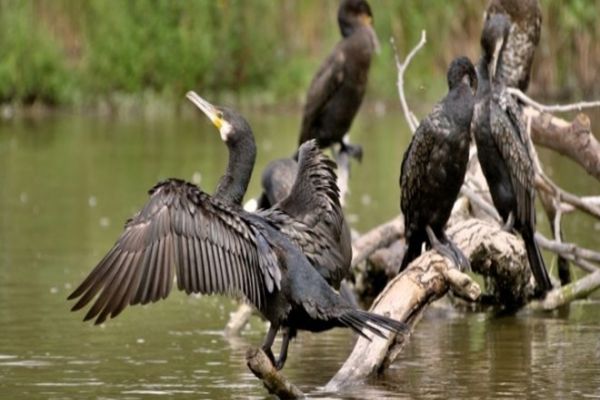 Petre Daea reia războiul împotriva CORMORANIILOR: Mi-au luat peștele înainte să-l pun în frigider