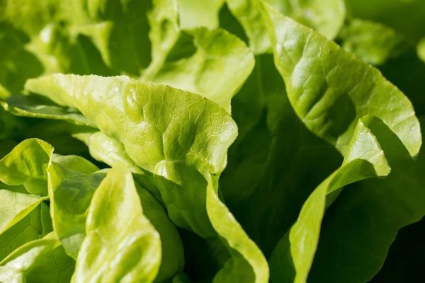 Iată un truc prin care poți scăpa de acnee: salata verde