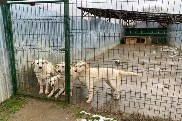 Adăpost de câini din Dragu, verificat de polițiști! Au fost aplicate amenzi de peste 50.000 lei