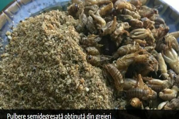 Făina de greieri a ajuns pe RAFTURILE marilor magazine din România