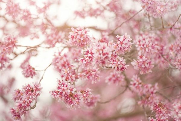 Prognoza meteo 8 aprilie. Vremea în țară va fi predominant frumoasă