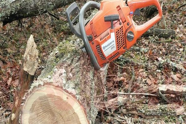 Bănuiţi de tăieri ilegale şi furt de arbori, identificaţi şi cercetaţi penal de poliţiştii sălăjeni