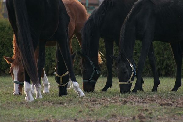 Doi cai în valoare de aproape 30.000 de lei au fost furaţi de un tânăr din localitatea sălăjeană Bercea