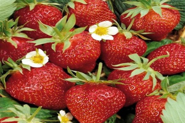 Pericolul ascuns din căpşuni pe care nimeni nu îl spune - astfel de fructe au apărut deja în toate piețele