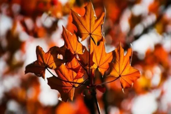 Schimbare radicală a vremii: de miercuri, ploi, vânt și temperaturi în scădere accentuată. La munte sunt așteptate ninsori