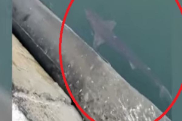 Apariție rară pe litoralul românesc! Un rechin, filmat aproape de suprafața apei, în Portul Constanța 