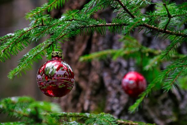 BRADUL DE CRĂCIUN: ORIGINI ȘI TRADIȚII