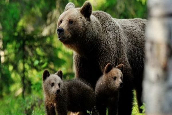 URSOAICA DIN PREDEAL, CARE L-A ATACAT PE ȘEFUL SALVAMONT, A FOST ÎMPUȘCATĂ