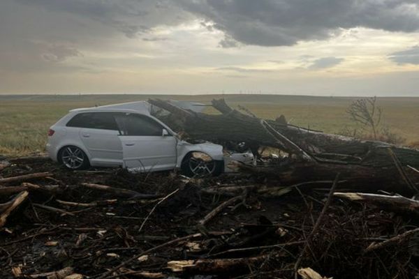 COPAC DOBORÂT DE VÂNT, PRĂBUȘIT PESTE O MAȘINĂ CU DOI COPII ȘI DOUĂ FEMEI, ÎN TELEORMAN