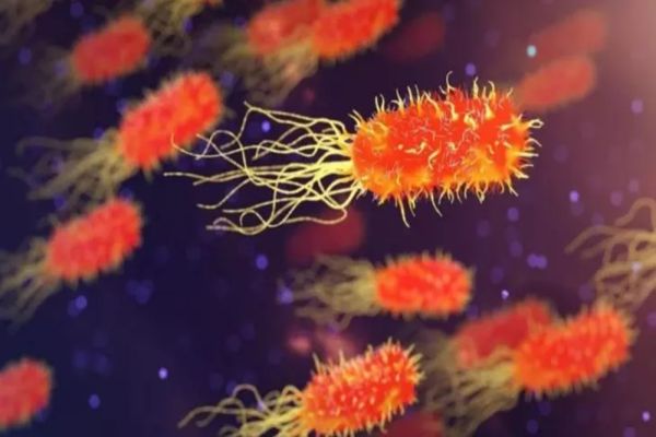 O bacterie comună ar putea avea legătură cu boala Alzheimer