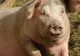 Sălajul, pe harta pestei porcine africane. Crescătorii, atenționați de Ministerul Agriculturii