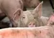 Sălaj: Noi măsuri pentru prevenirea pestei porcine. Care sunt localităţile afectate