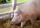 Alertă! Un nou focar de pestă porcină africană a fost confirmat în Sălaj