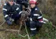 Câine căzut în fântână, salvat de pompieri
