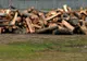 Sute de infracţiuni silvice de la începutul acestui an. Ce măsuri au luat poliţiştii sălăjeni