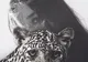 Lansare de carte la Casa de Cultură a Sindicatelor: ''Leopard în pustie'' – culegere de texte în proză, autor Ancuţa Mărieş