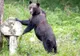Panică în comuna Hida. Noaptea trecută, o gospodărie  a fost ’’vizitată’’ de un urs