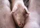  Focar de Pestă Porcină Africană în localitatea Halmășd