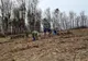 3.500 de puieți de gorun plantați în pădurea municipiului Zalău