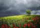 Prognoza meteo 6 iunie. Vremea extremelor: vijelii cu grindină și temperaturi de 31 de grade
