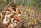 Femeie găsită într-o pădure de jandarmii sălăjeni! A fost nevoită să doarmă peste noapte în pădure
