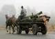 Bărbaţi din Sălaj prinşi la furat de lemne! Au fost amendaţi