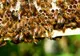 Inspirați de mâncarea din insecte, apicultorii români se gândesc să producă făină din puiet de trântor